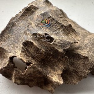 Vietnam owns the best agarwood of the world